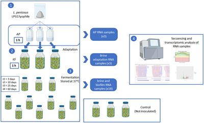 Understanding the transcriptomic response of Lactiplantibacillus pentosus LPG1 during Spanish-style green table olive fermentations